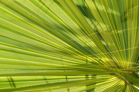 Leaf of young palm tree. Closeup of a green palm leaf, viewed from below. Green background texture