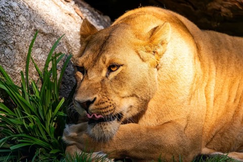 A resting lioness lies on the grass next to a log, Straubing Zoo, . Lower Bavaria