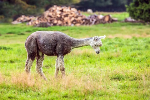Charming gray llama after a haircut pasting on green grass. Animal breeding farm for wool and meat.