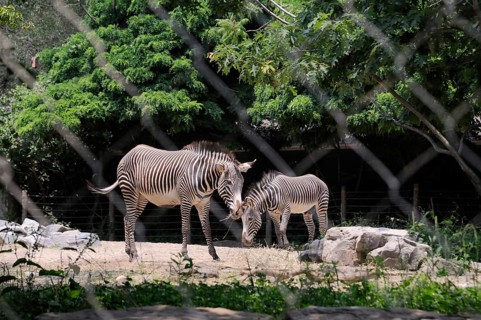 Grevy zebra in Smithsonian National Zoo, Washington D.C., USA United States Of America