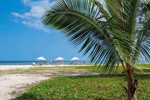 Coconut palm or coconut palm (Cocos nucifera), parasols, Flic en Flac Beach, beach, Indian Ocean,