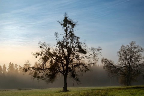 A single birch (Betula) overgrown with mistletoe (Viscum album) in a meadow at dawn with fog in the