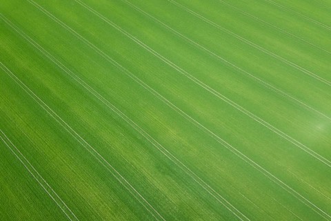 Green field spring season. Aerial view. Wheat