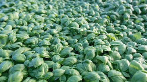Fresh basil. Green basil. Green basil Food background. A lot of basil