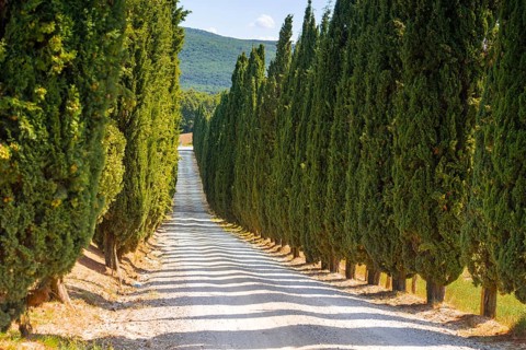 Cypress