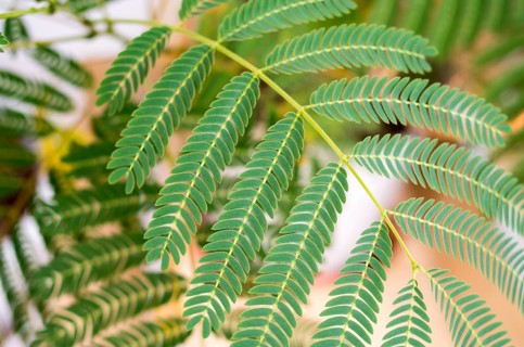 Mimosa (Mimosa Pudica) top-down composition. Decorative fern. Green leaves of young mimosa palm.