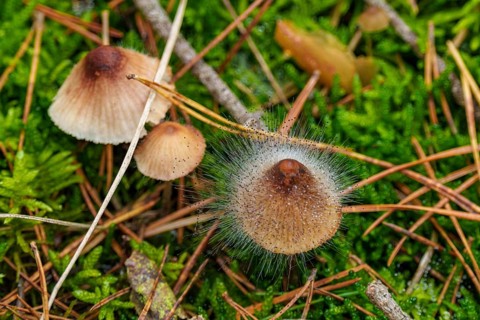 Fleshy-brownish helminth (Mycena metata) with helminth mould (Spinellus fusiger), Belicke,