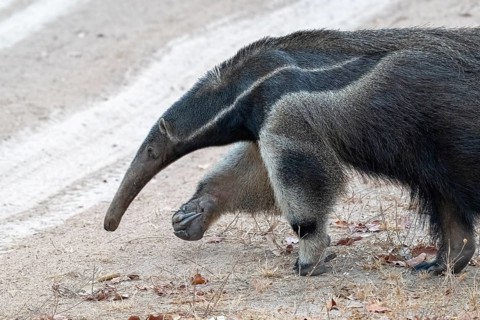 Giant anteater (Myrmecophaga tridactyla), at dusk, in front of sunrise, Pantanal, inland, wetland,