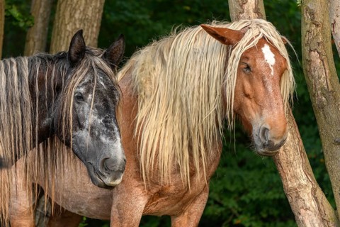 Draft Horse portrait in a pasture in the french country