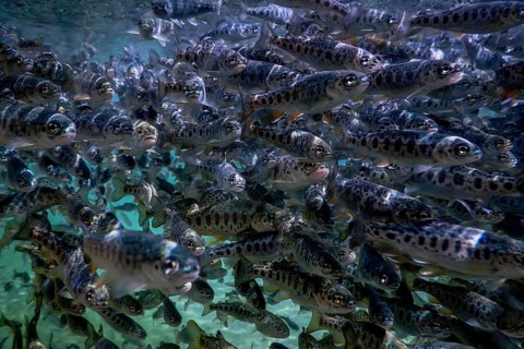 River Trout swim underwater, Trout underwater scene, Trout farm