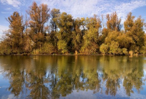 Row of willow trees along the Lage Vaart canal along the A6 highway between the Dutch cities Almere