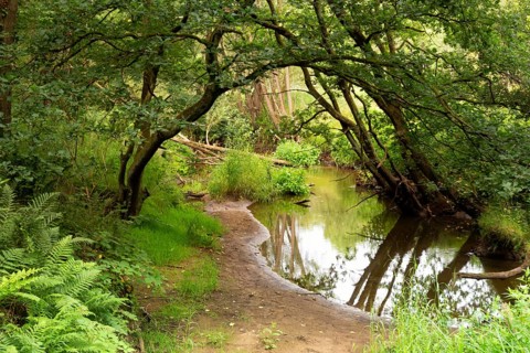 View at the Leubeek brook in the nature reserve Leudal close to the Dutch village Haelen in the
