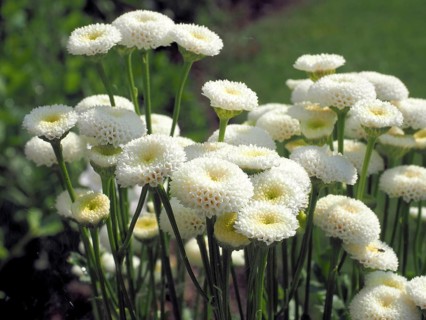 Tanacetum parthenium Madonna