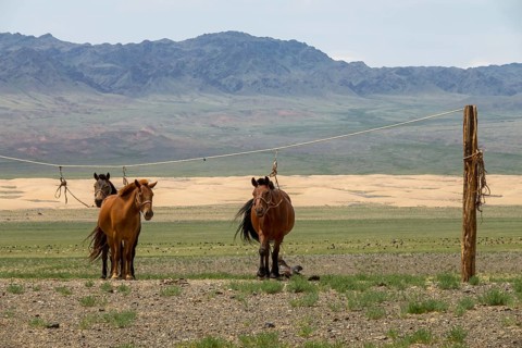 Mongolian horses tied on a rope holder in Gobi desert, Mongolia, Asia
