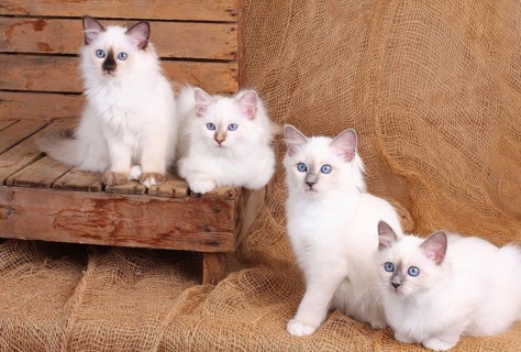 SACRED BIRMAN CAT, SACRED CAT OF BIRMA, BIRMAN CAT, LITTER, KITTEN