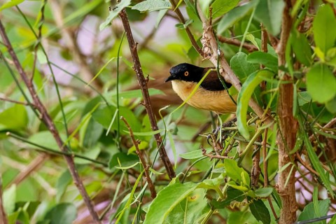 Beautiful Black-capped donacobius perched in a green bush, Mato Grosso, Brazil, South America