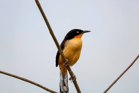 Beautiful Black-capped donacobius perched on a bare branch against bright sky, close up, Mato
