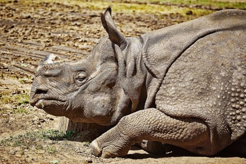 Close-up Portrait of Black Rhinoceros (Diceros Bicornis) Nyiregyhaza, Hungary, Europe