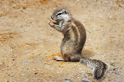 Little Ground Squirrel (Xerus inaurus) Eats Carrot