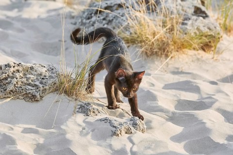 Little Black Kitten Walking by the Desert