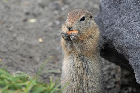 Expression Arctic ground squirrel eating cracker holding food in paws. Cute curious wild animal of