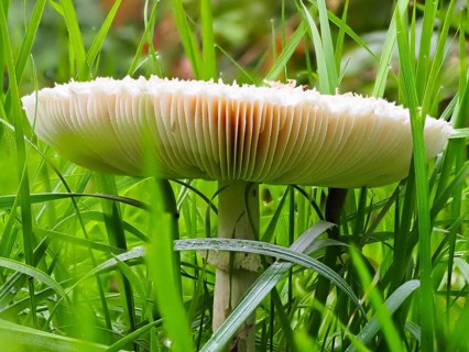 Mushroom Parasol mushroom (Macrolepiota procera), North Rhine-Westphalia, Germany, Europe