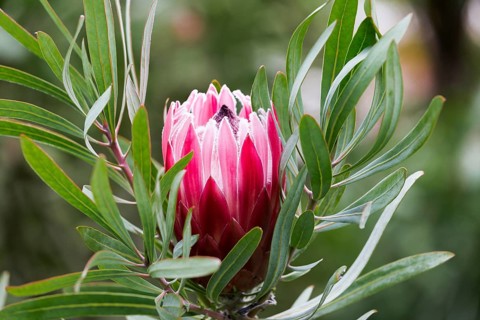 Limestone sugarbush, Protea obtusifolia, South Africa, Africa