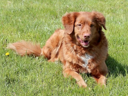 Typical Nova Scotia Duck Tolling Retriver in the summer garden