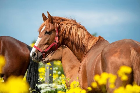 Portrait of chestnut dam mare posing in yellow blossom pasture against dramatic sky