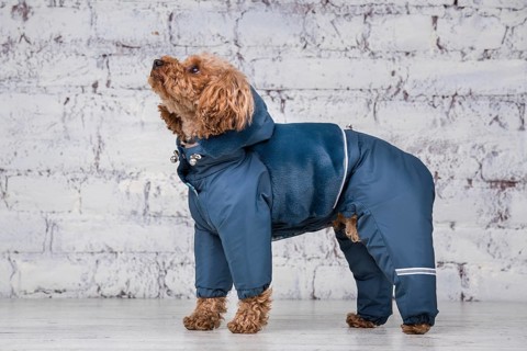 Small funny dog of brown colour with curly hair of toy poodle breed posing in clothes for dogs.