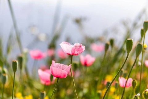 Poppies in spring, (Papaver rhoeas), Santorini Island, Cyclades, Greece, Europe