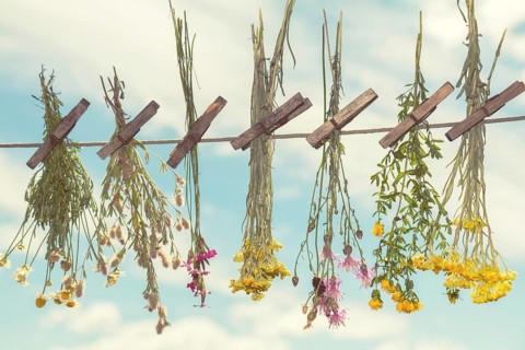 Different types of herbs dried in the shade on a rope against the blue sky. Shallow depth of field.