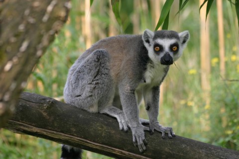 Catta on a tree trunk