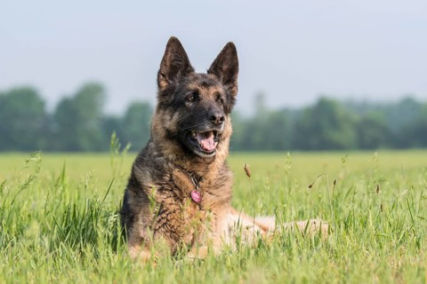 German shepherd dog, lying in the grass