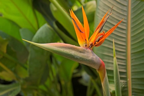 Closeup of Strelitzia reginae, commonly known as the crane flower, bird of paradise, is a species