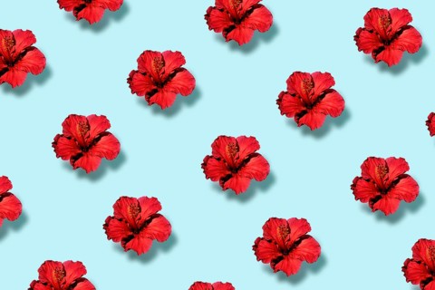 Top view of a trendy pop art pattern of a hibiscus flower. Flat lay.
