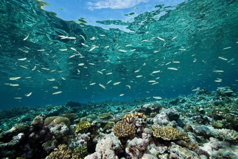 Sardine fusiliers on the reef top, Dipteryginotus balteatus, Marovo Lagoon, Solomon Islands,