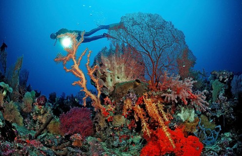 Diver and coral reef, Indonesia, Wakatobi Dive Resort, Sulawesi, Indian Ocean, Banda Sea, Asia