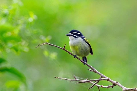 Yellow-rumped Tinkerbird, (Pogoniulus bilineatus), Barbion à croupion jaune, Barbudito culigualdo,