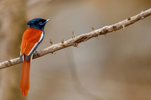 African Paradise Flycatcher, African Paradise-Flycatcher, African Paradise-flycatcher, (Terpsiphone