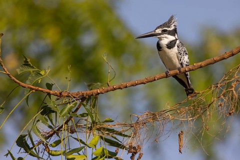 Pied kingfisher (Ceryle rudis), Alcyon pie, MartÌn Pescador PÌo, Marakissa River Camp Marakissa,