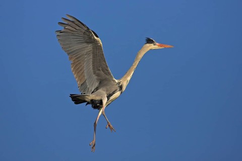 Grey grey heron (Ardea cinerea), western nesting, flight photo, Boat Trip, Tiszaalpár, Kiskunsági