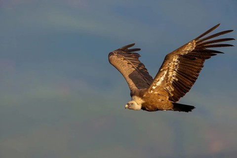 Griffon Vulture, Eurasian Griffon Vulture, Griffon Vulture, Eurasian Griffon, (Gyps fulvu), Vautour