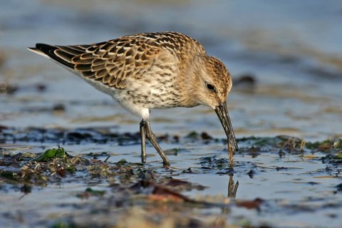 Animal, Animals, Bird, Birds, dunlin (Calidris alpina), Snipe bird, Heligoland, Heligoland,