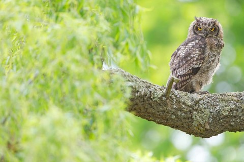 Spotted eagle-owl (Bubo africanus), Grand-duc africain, Wakkerstrom surroundings, Wakkerstrom,