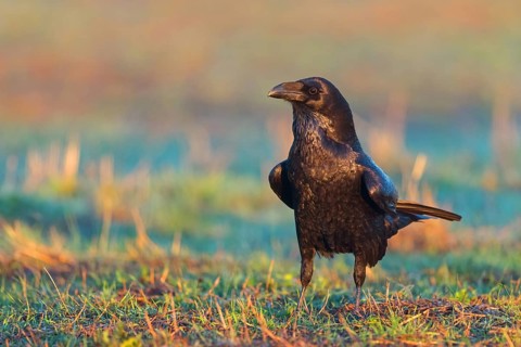 Raven, Common Raven, Raven, (Corvus cor), Grand Corbeau, Hides De Calera / Valley Hide, Calera Y