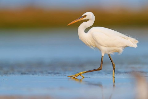 Western Reef Heron, Western Reef-Heron, Western Reef-Egret, (Egretta gularis), Garceta Dimorfa,