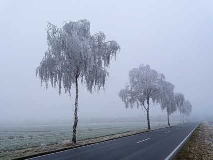 Trees with hoarfrost in the fog on a country road, Braunschweig, Lower Saxony, Germany, Europe