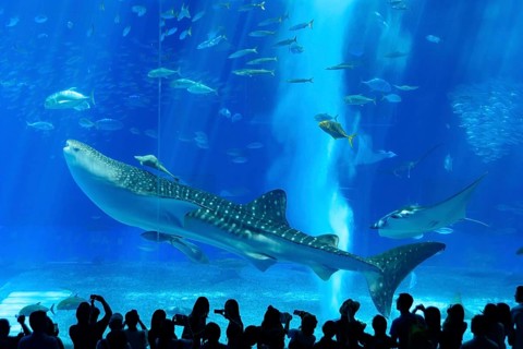 Whale shark in Okinawa Churaumi Aquarium, Japan, Asia
