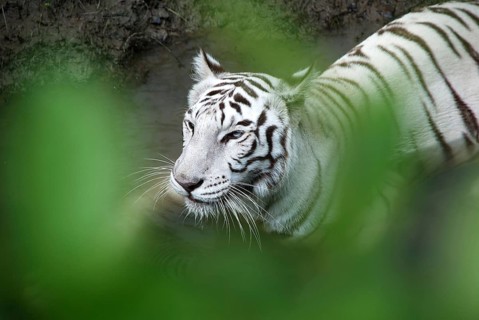 White tiger in forest